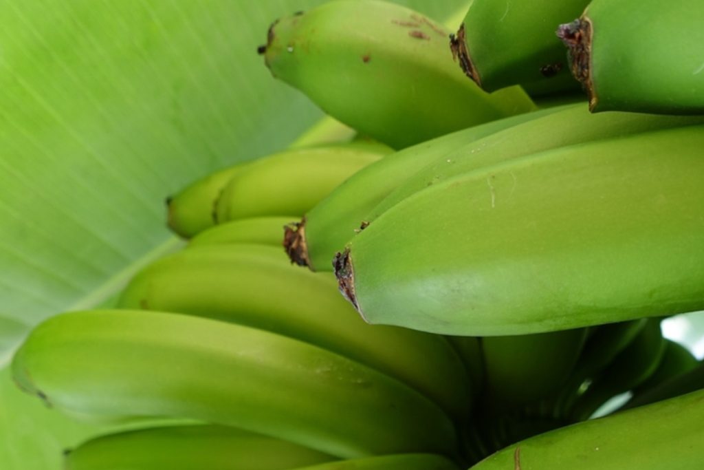 green Bananas